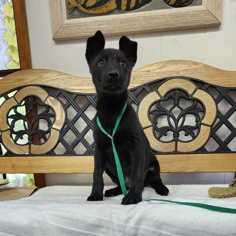 Adoptable Dog Creed