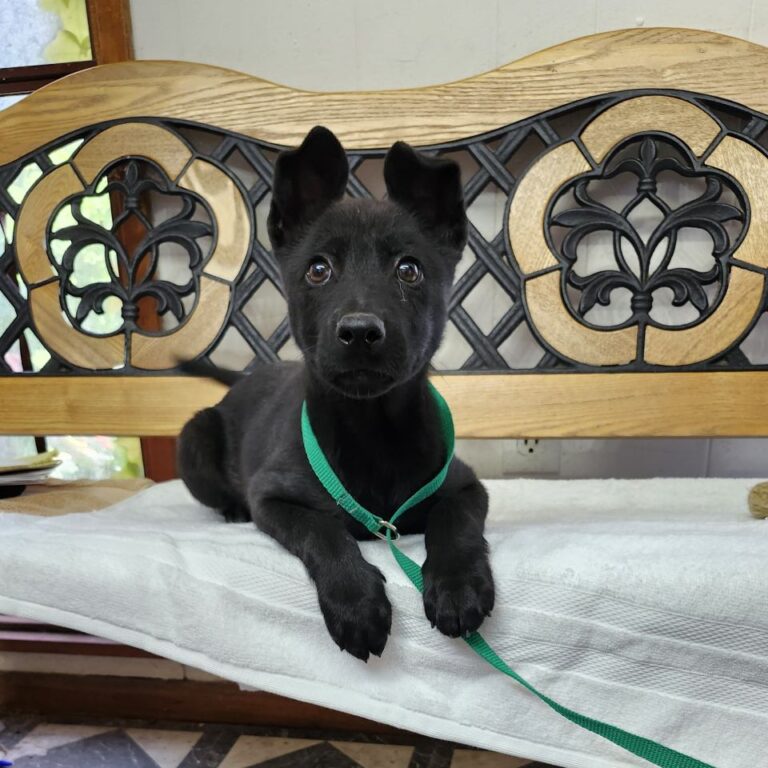 Adoptable Dog Creed