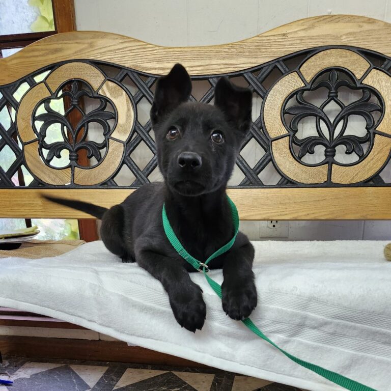 Adoptable Dog Creed