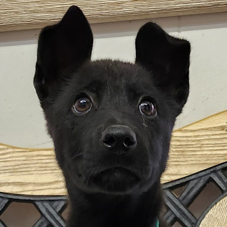 Adoptable Dog Creed