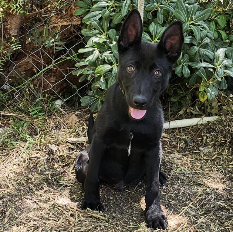 Adoptable Dog Creed