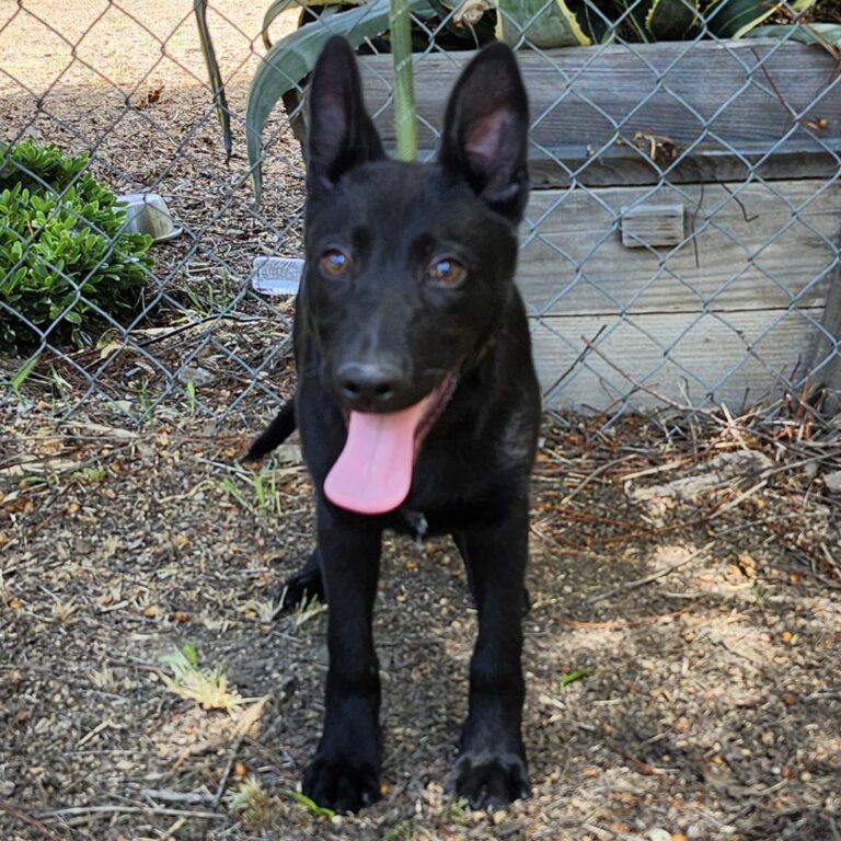 Adoptable Dog Creed
