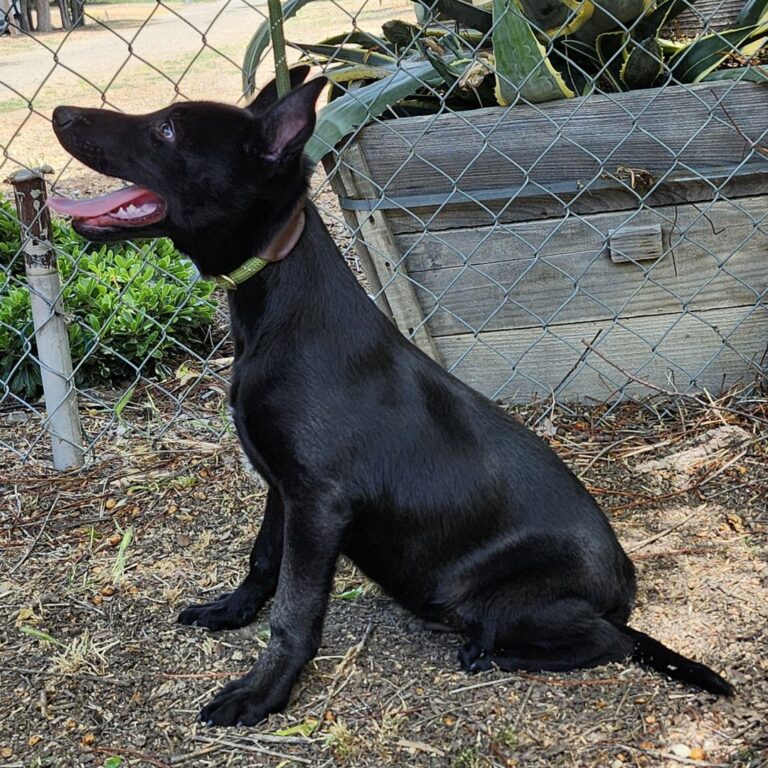 Adoptable Dog Creed