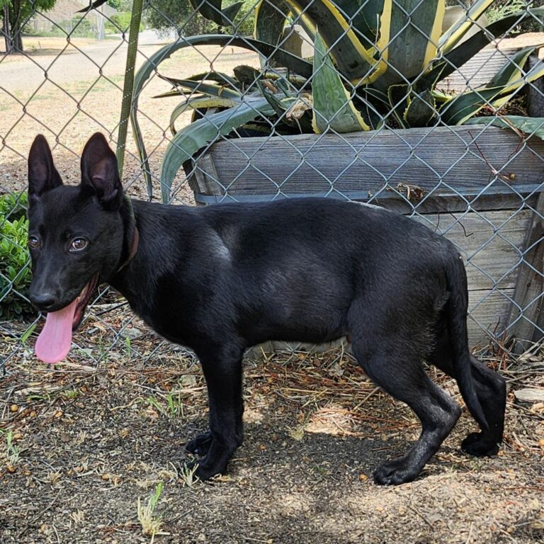 Adoptable Dog Creed