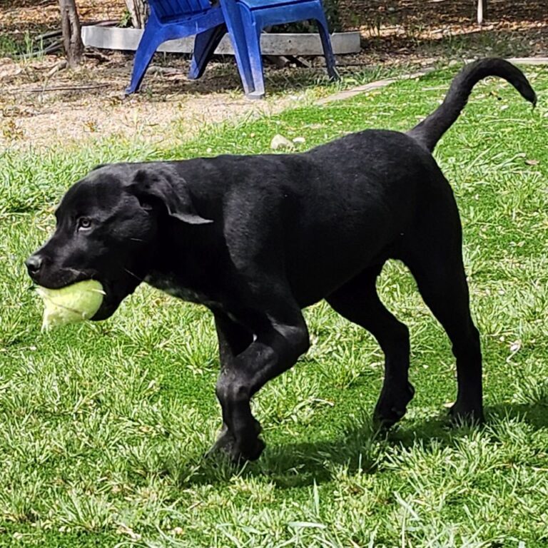 Adoptable Dog Eros