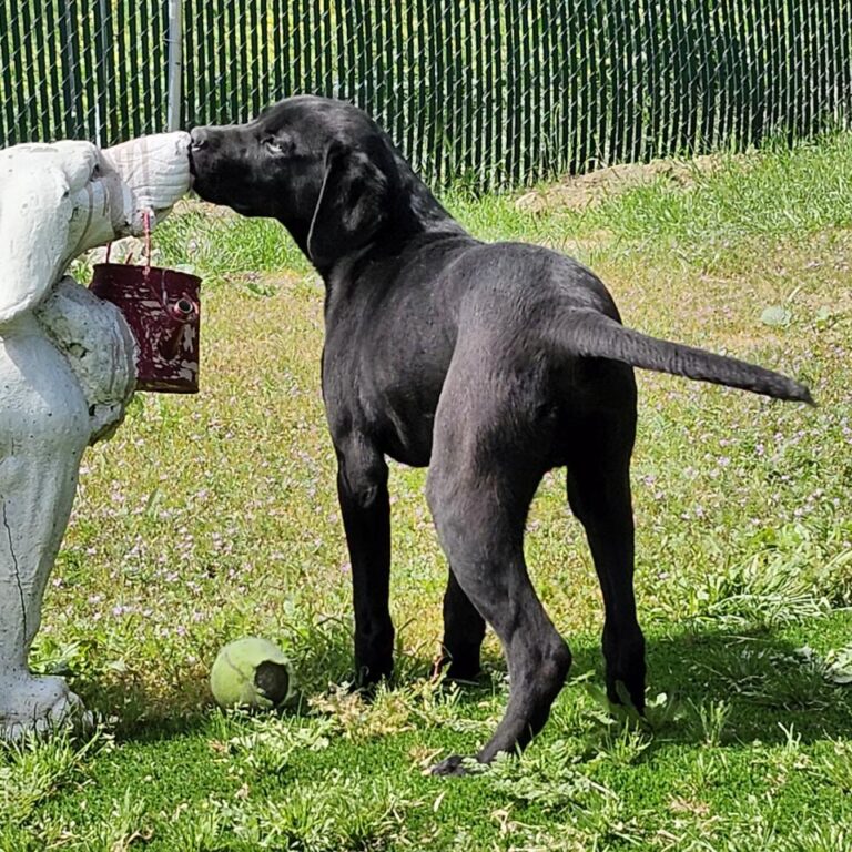 Adoptable Dog Eros