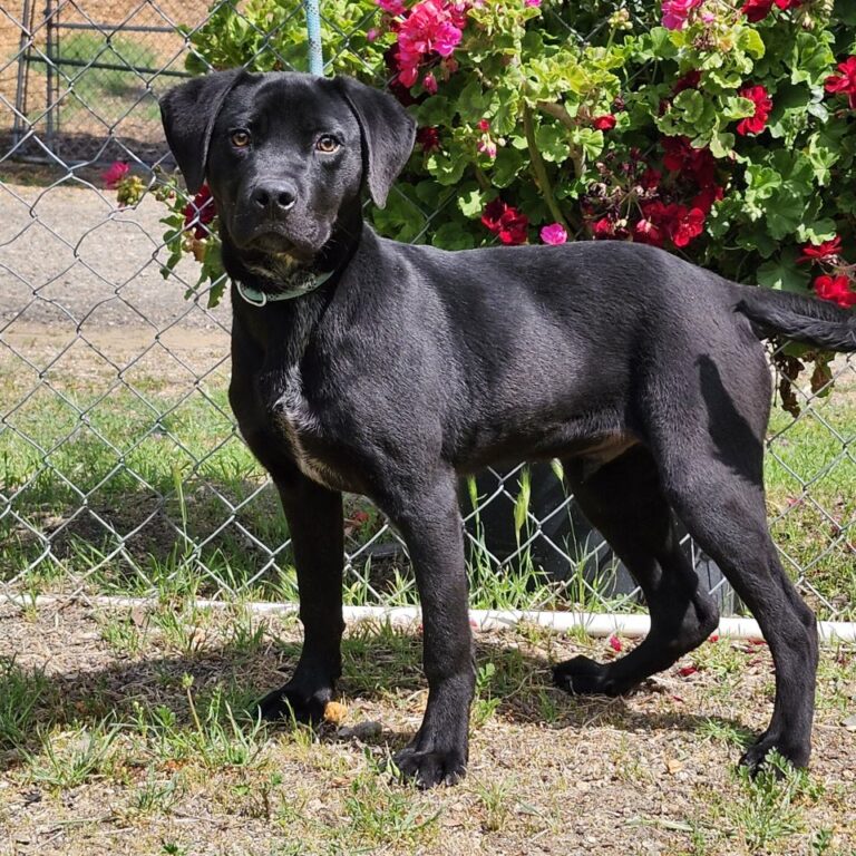 Adoptable Dog Eros