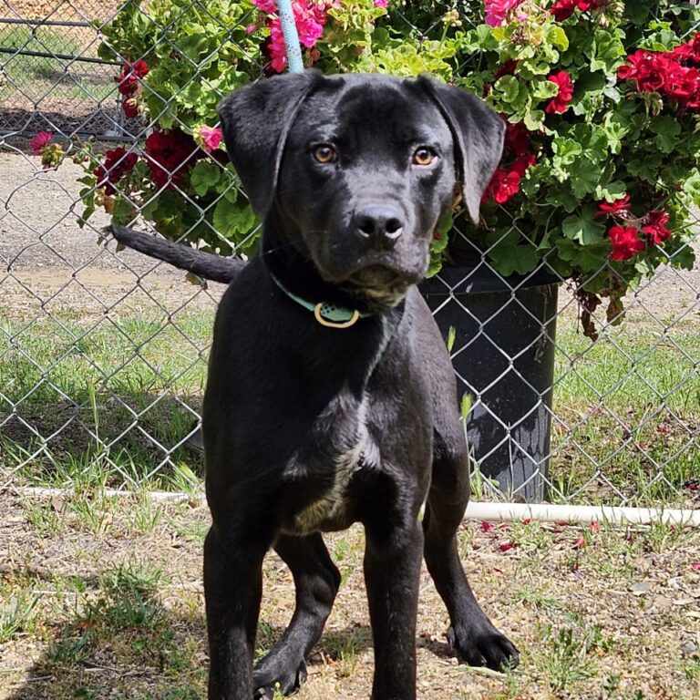 Adoptable Dog Eros