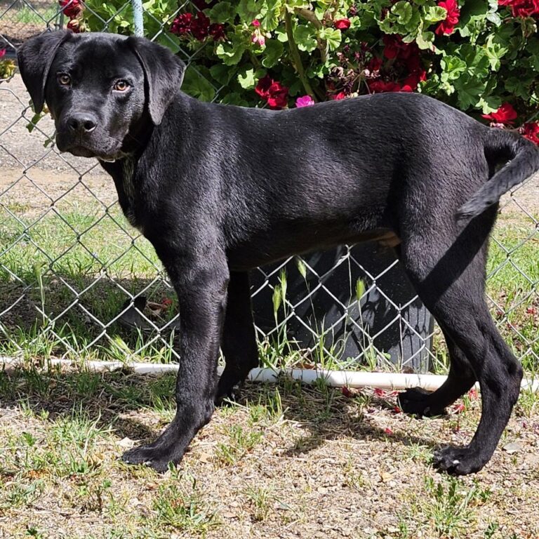 Adoptable Dog Eros