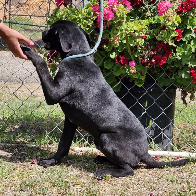 Adoptable Dog Eros