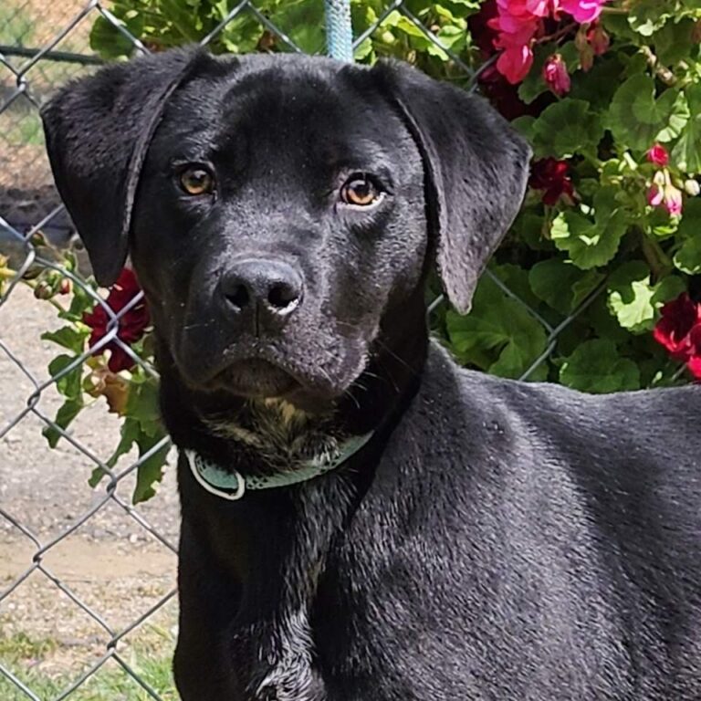 Adoptable Dog Eros