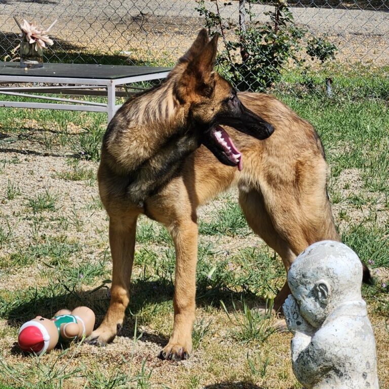 Adoptable Dog Homer