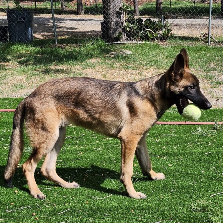 Adoptable Dog Homer