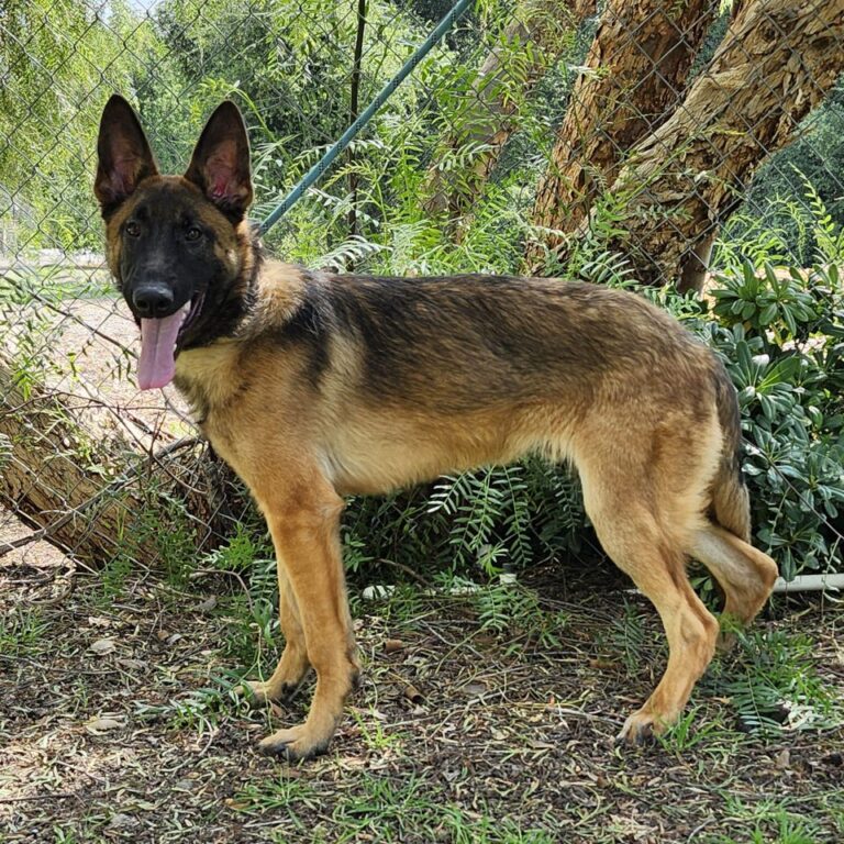 Adoptable Dog Homer