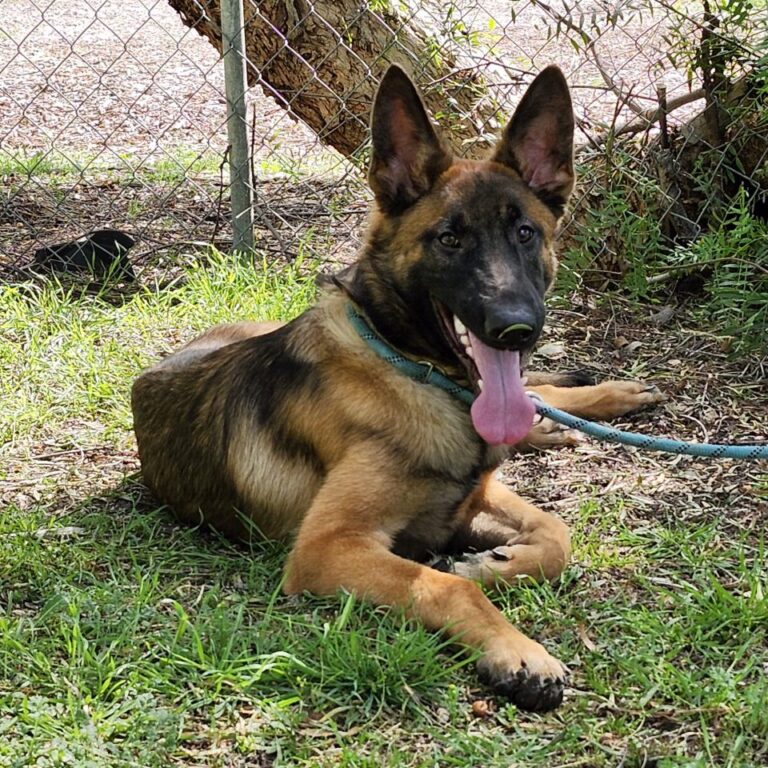 Adoptable Dog Homer