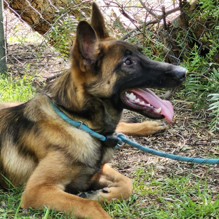 Adoptable Dog Homer