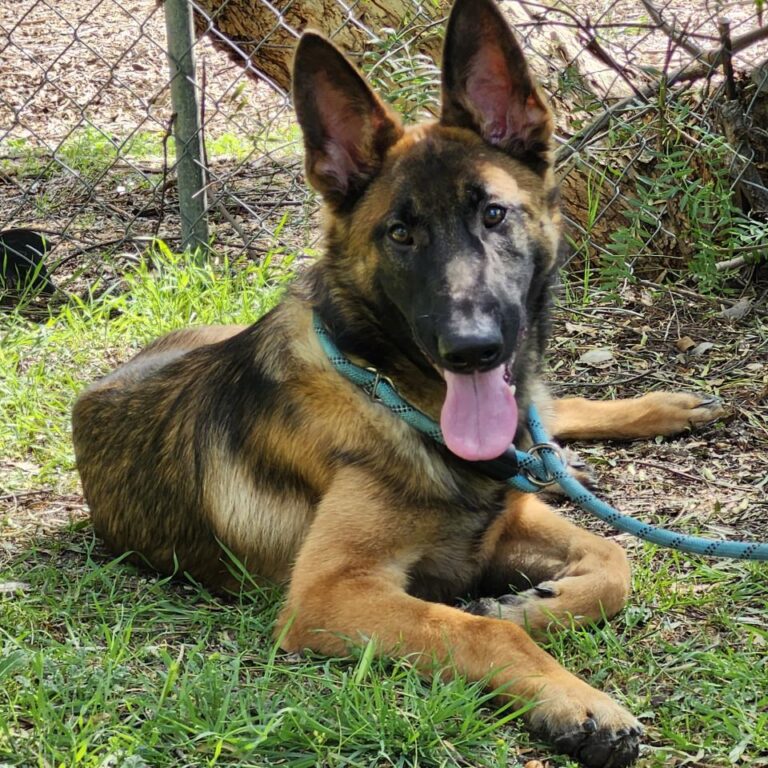 Adoptable Dog Homer