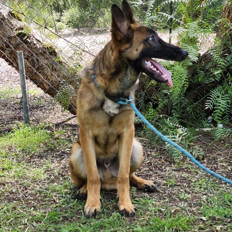 Adoptable Dog Homer