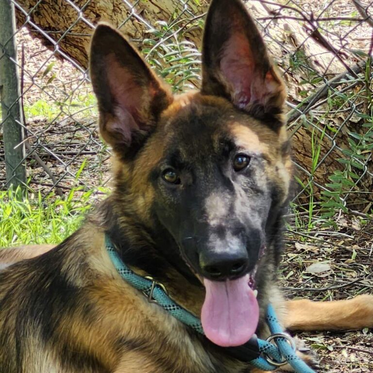 Adoptable Dog Homer