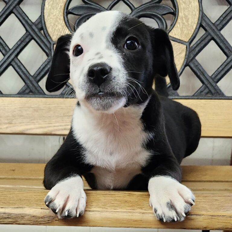 Adoptable Dog Lil Dave