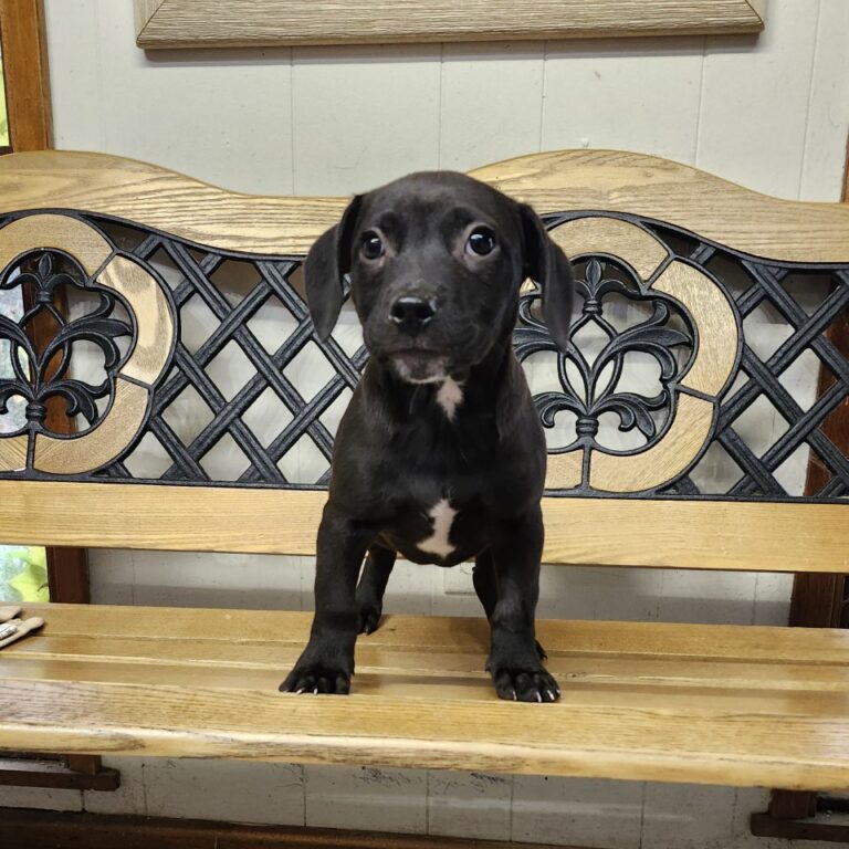 Adoptable Dog Lil John