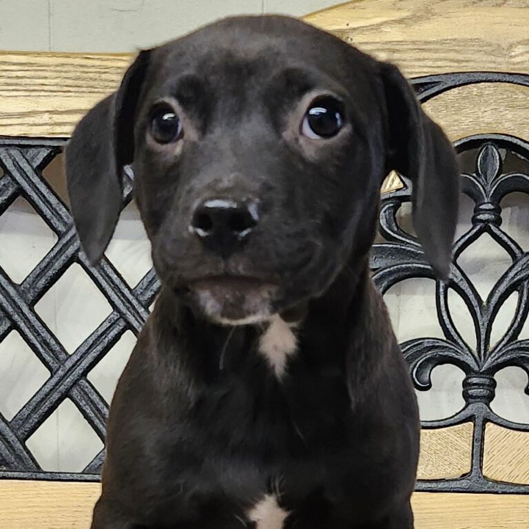 Adoptable Dog Lil John