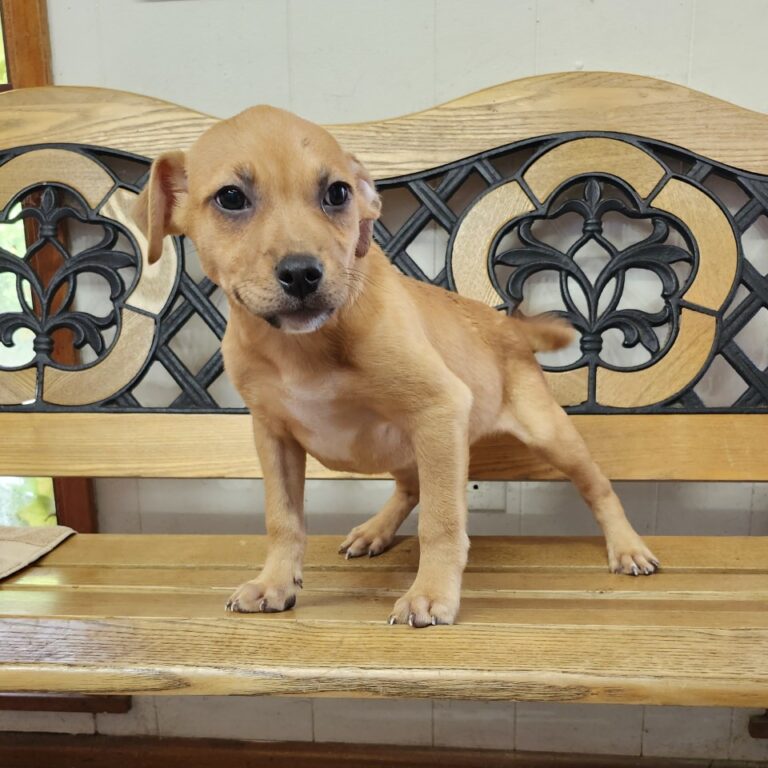 Adoptable Dog Lil Wayne