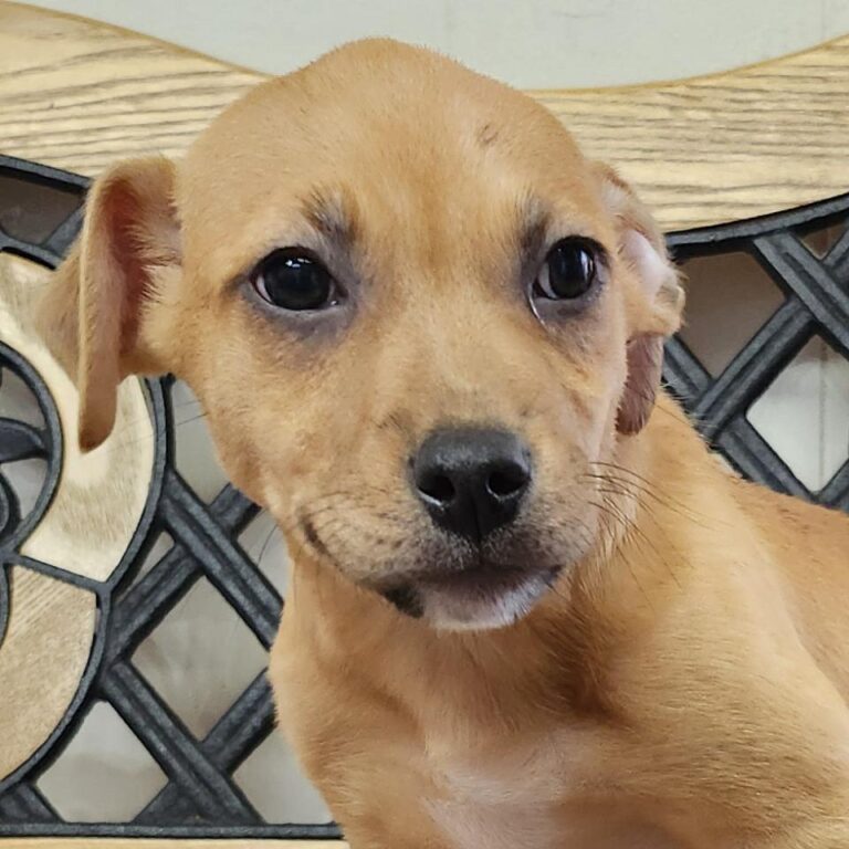 Adoptable Dog Lil Wayne