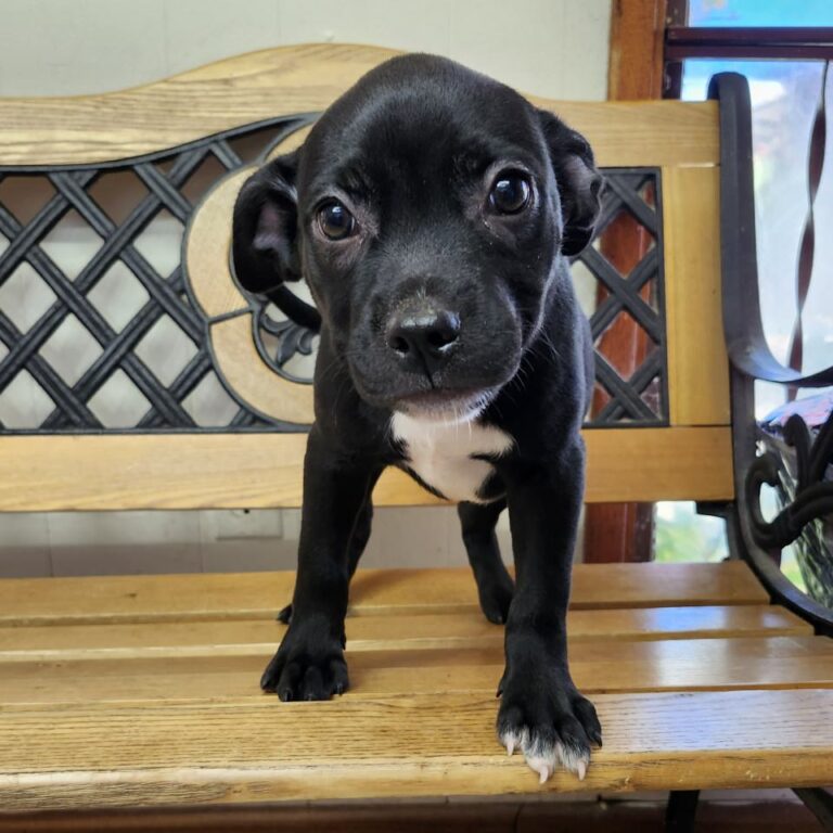 Adoptable Dog Liliana