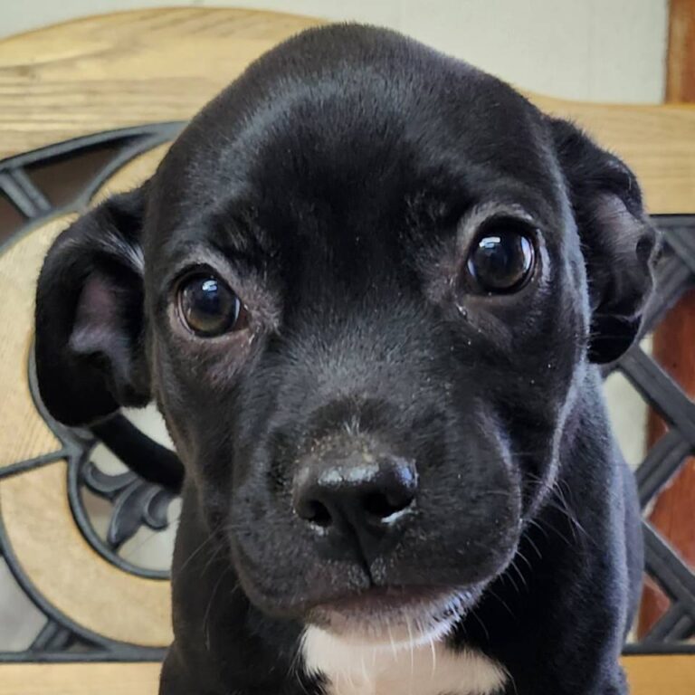 Adoptable Dog Liliana