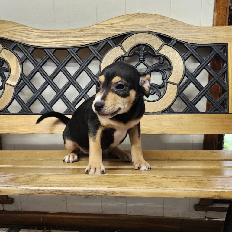 Adoptable Dog Lilith
