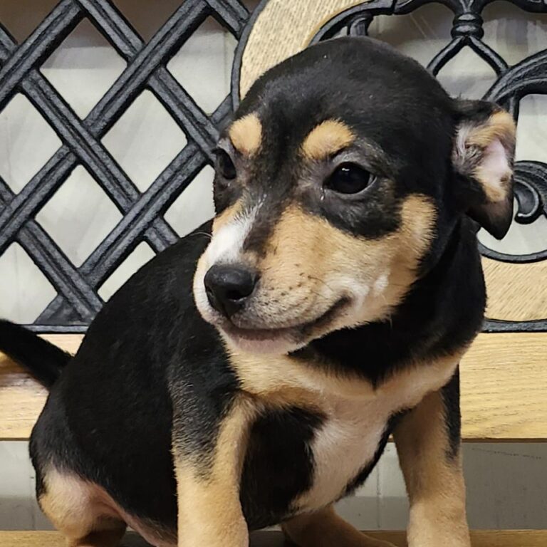 Adoptable Dog Lilith