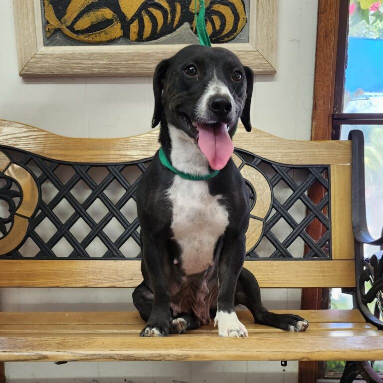 Adoptable Dog Lily