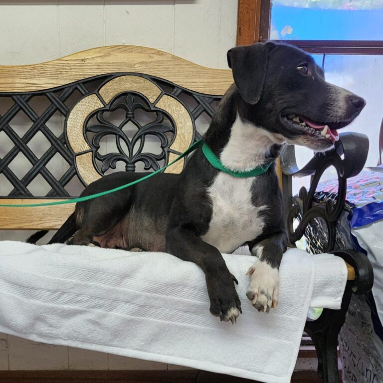 Adoptable Dog Lily