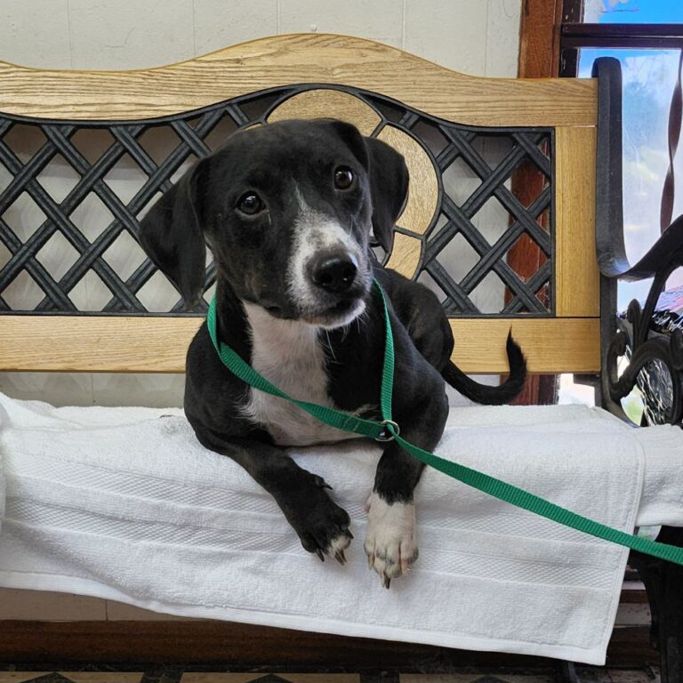 Adoptable Dog Lily