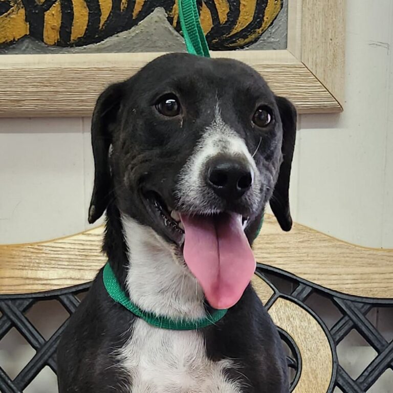 Adoptable Dog Lily