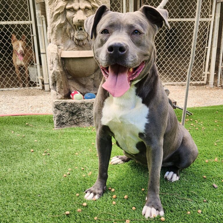 Adoptable Dog Maggie May