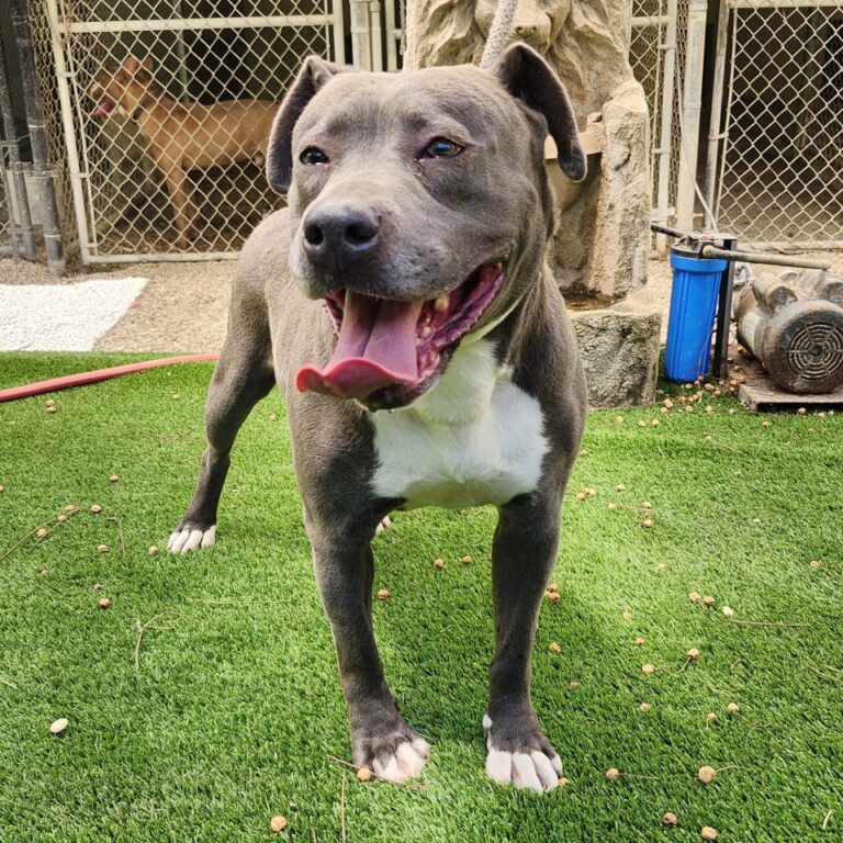 Adoptable Dog Maggie May