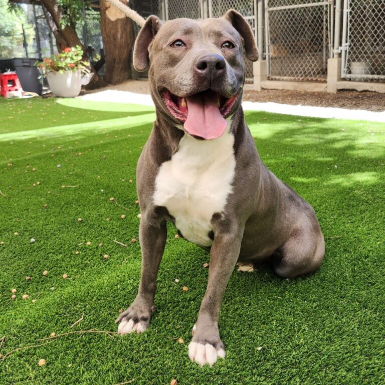 Adoptable Dog Maggie May