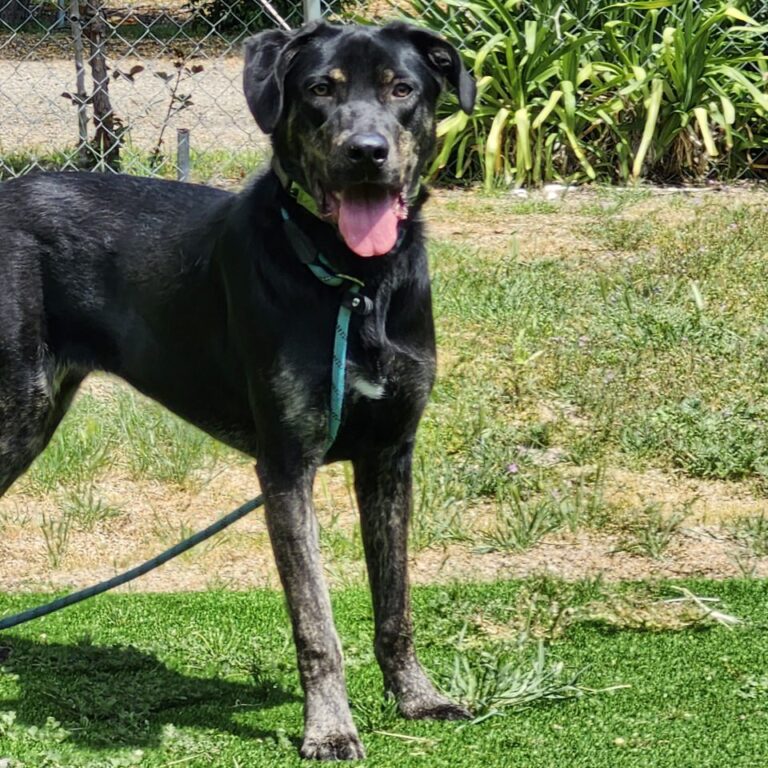 Adoptable Dog Roxie