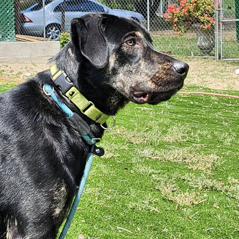 Adoptable Dog Roxie