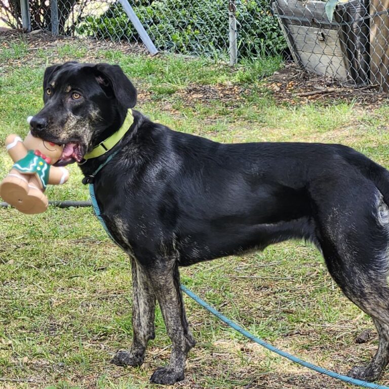 Adoptable Dog Roxie