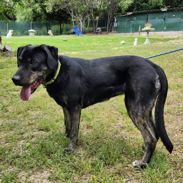 Adoptable Dog Roxie