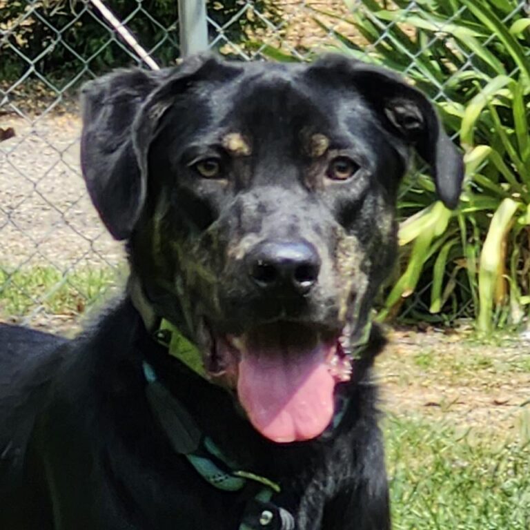 Adoptable Dog Roxie