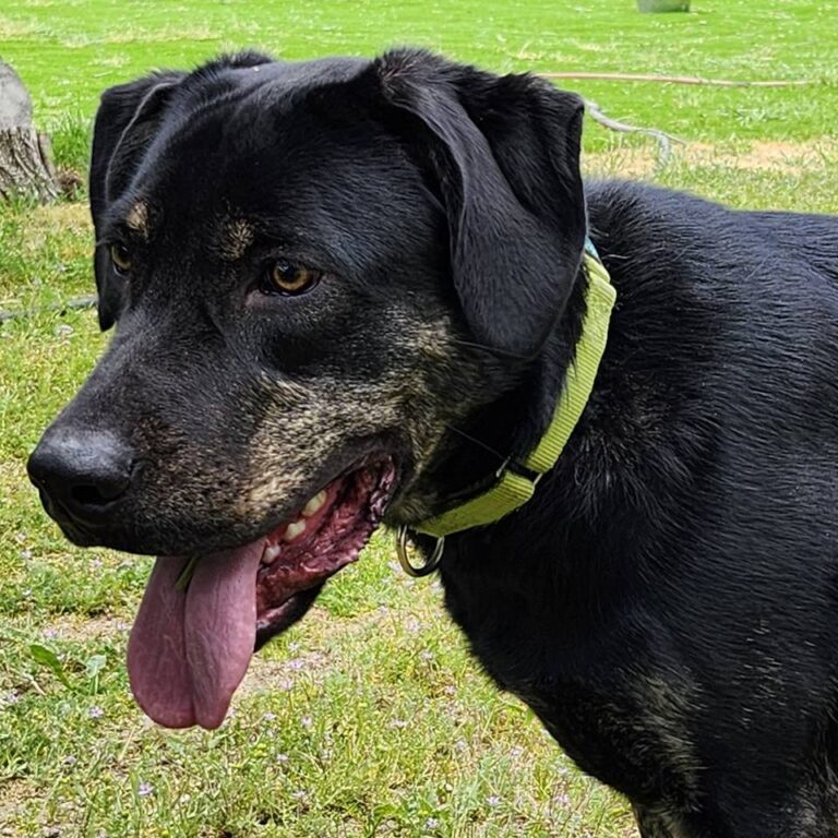 Adoptable Dog Roxie