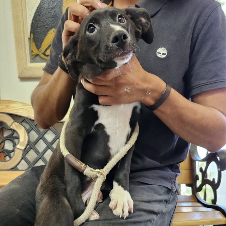 Adoptable Dog Amore