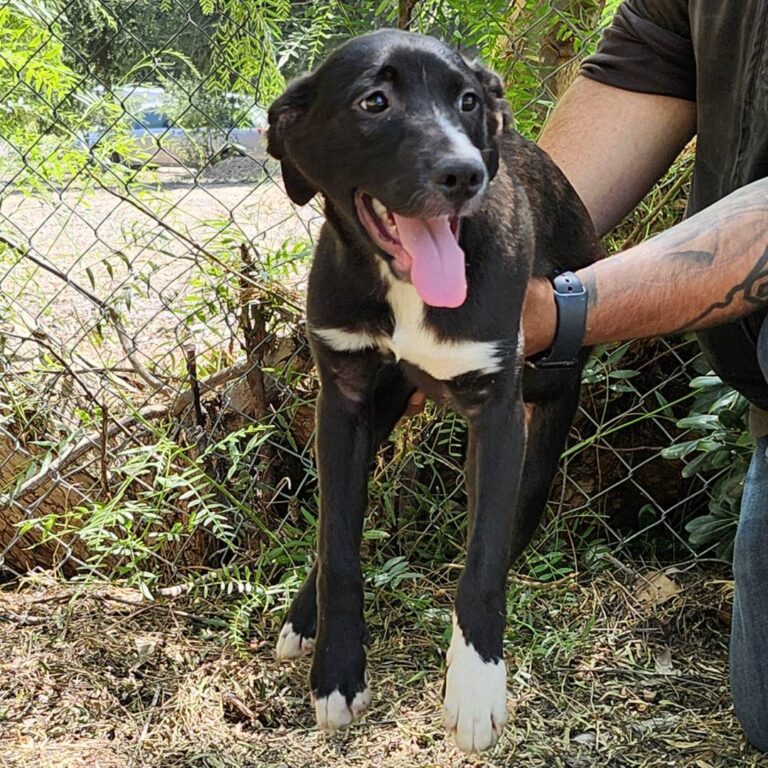Adoptable Dog Amore