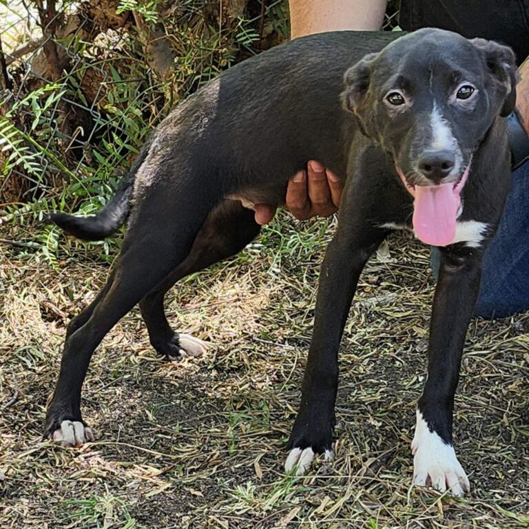 Adoptable Dog Amore