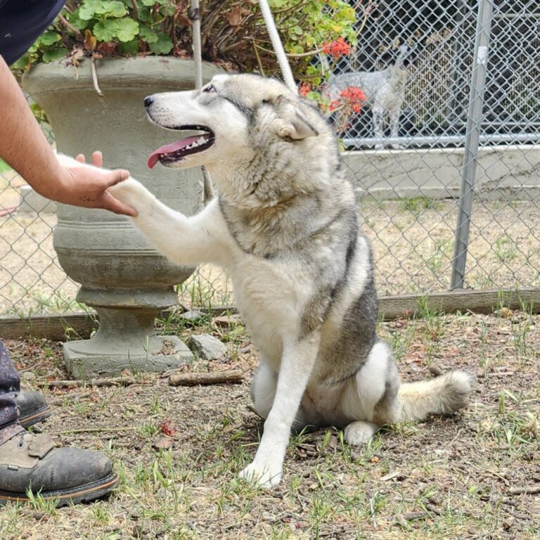 Adoptable Dog Anita