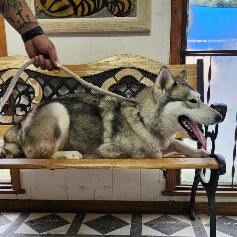 Adoptable Dog Anita